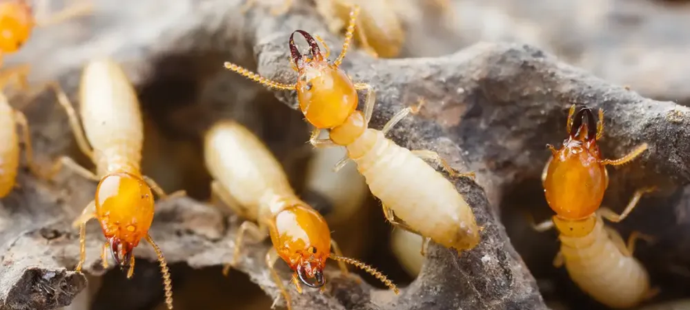 close up of termites on wood