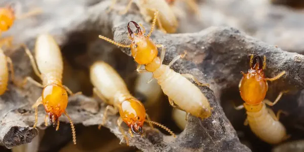 close up of termites on wood